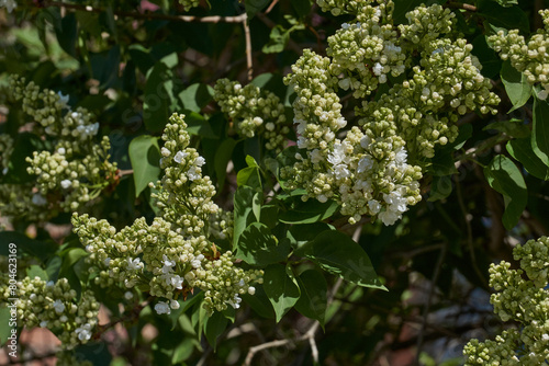 Inflorescences appeared from lilac flower buds. Lilac inflorescences (Latin Syringa vulgaris) in the rays of the spring sun. Spring.