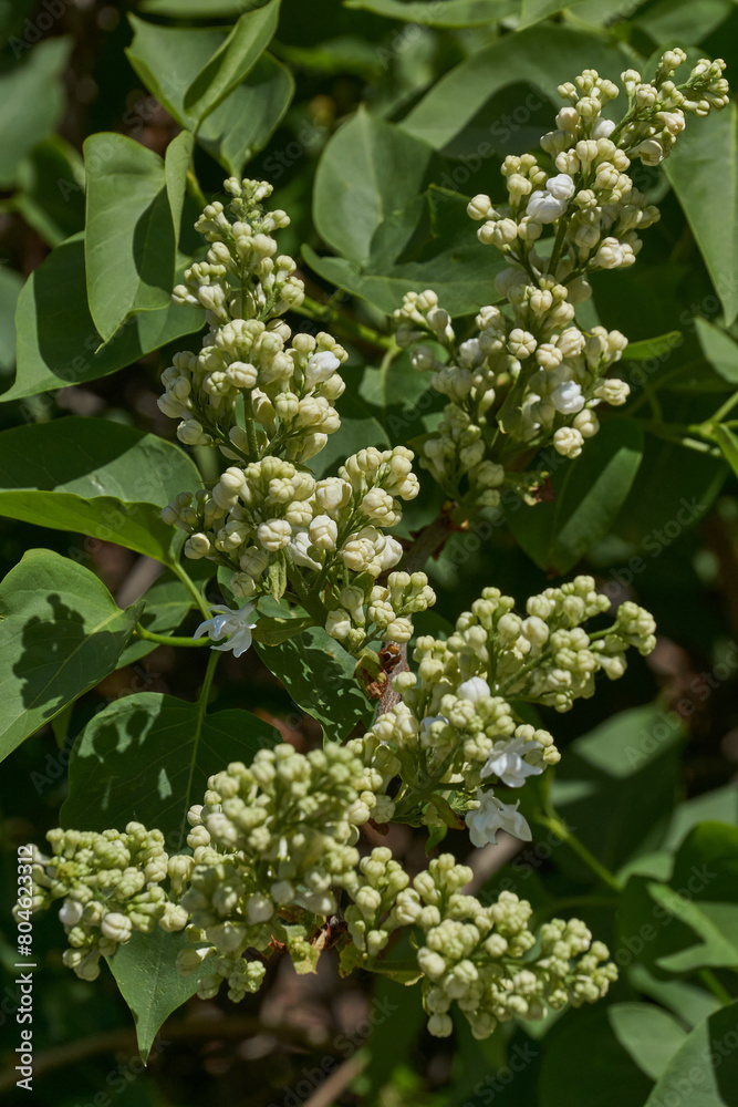 Inflorescences appeared from lilac flower buds. Lilac inflorescences (Latin Syringa vulgaris) in the rays of the spring sun. Spring. Inflorescences appeared from lilac flower buds. Lilac inflorescences (Latin Syringa vulgaris) in the rays of the spring sun. Spring.