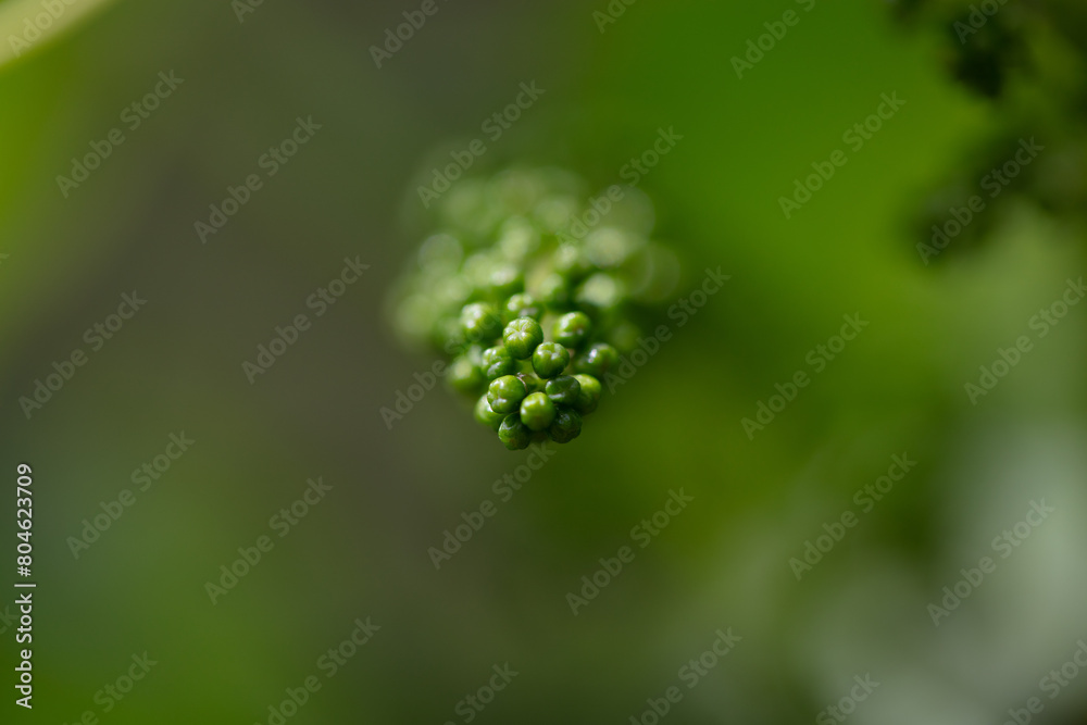 Grape leaves close up and details. Grape leaves close up and details.