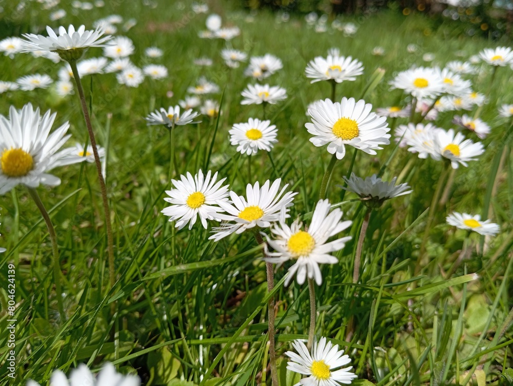 daisies in the grass daisies in the grass