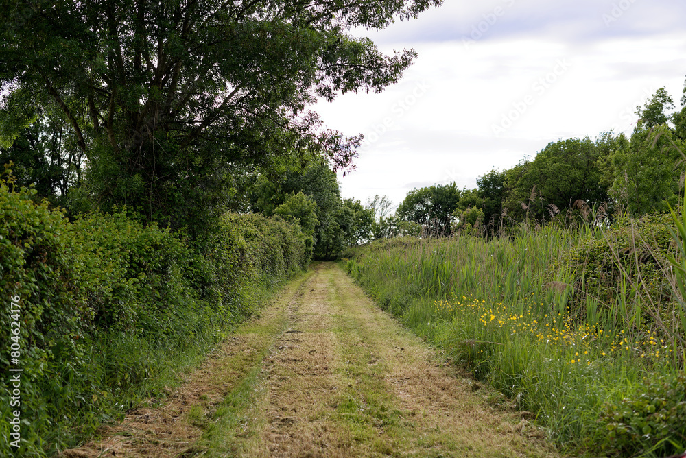 chemin de verdure au milieu d'herbes hautes, paysage rural chemin de verdure au milieu d'herbes hautes, paysage rural
