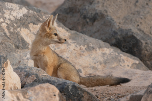 A Kit Fox cub sits among the boulders that surround its den, looking back over its shoulder towards the soft light from the western horizon after sunset. 
