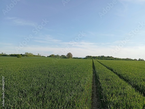 Green field of young wheat, rural spring landscape