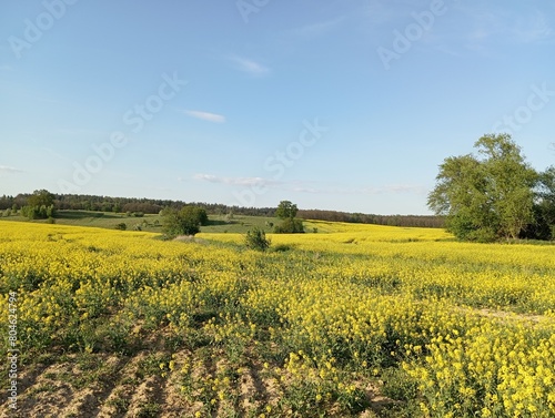 Rapeseed field on the hills on a clear day, Beautiful rural landscape