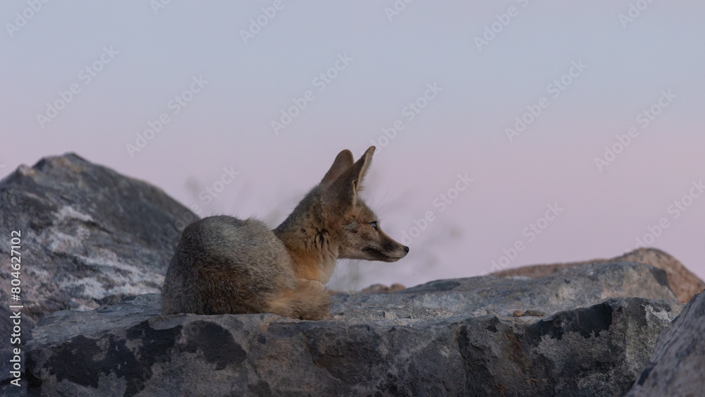 Naklejka premium A Kit Fox sits under the twilight sky as the color in the clouds changes from pink to deep blue. She curls her tail around her and watches as the time for her to start her nightly hunt draws on.