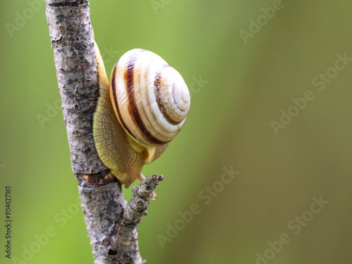 Snail on tree branch. A snail crawling along a branch photo