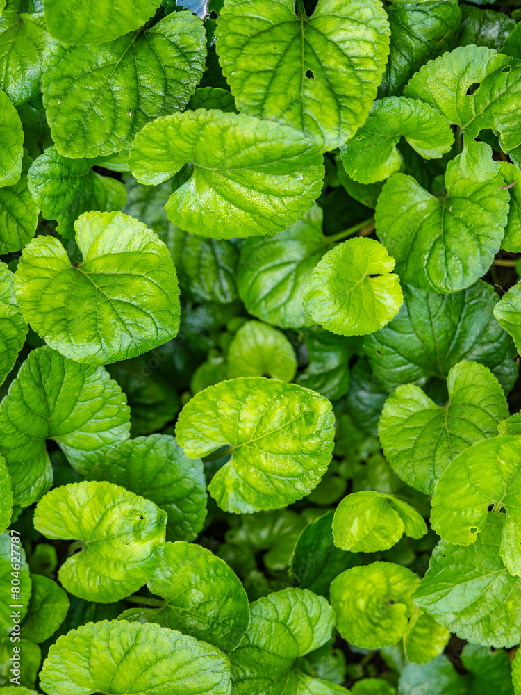 Green leaves plant growing in wild after rain Green leaves plant growing in wild after rain