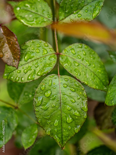 leaves with water drops