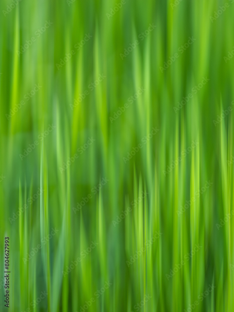 green grass background green grass background