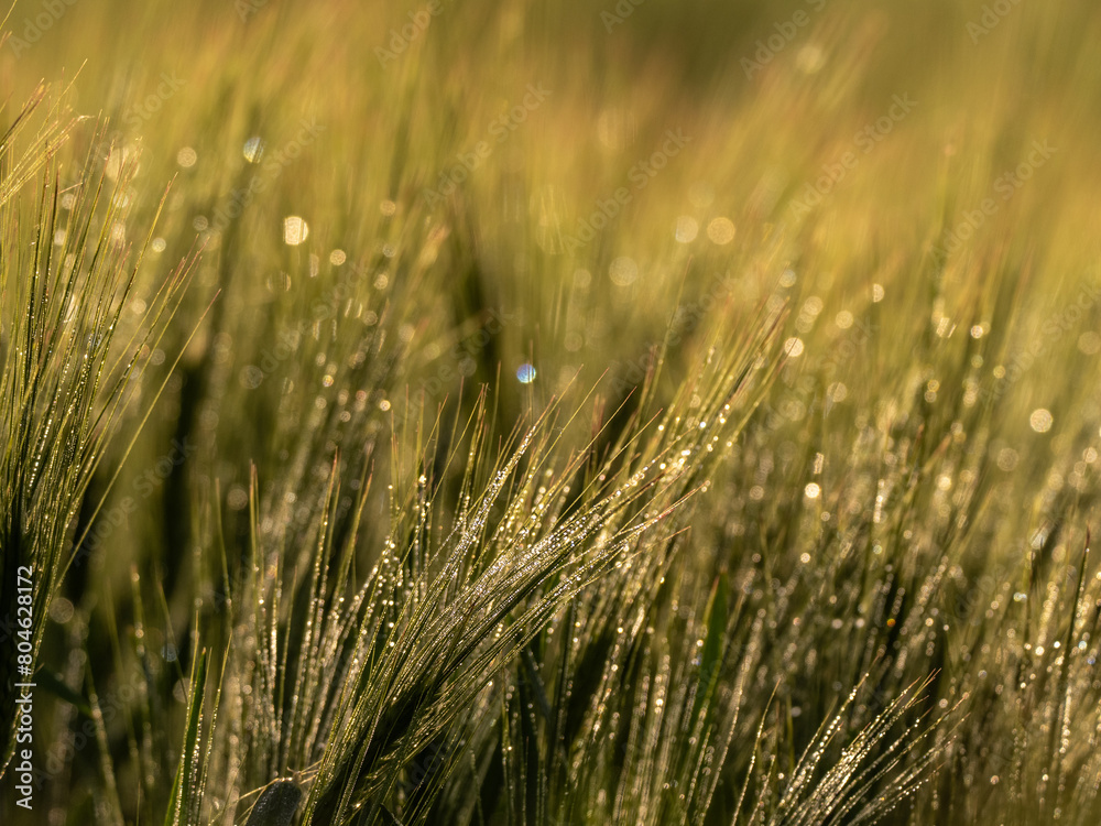 Fototapeta premium Grass. Fresh green spring wheatwith dew drops closeup