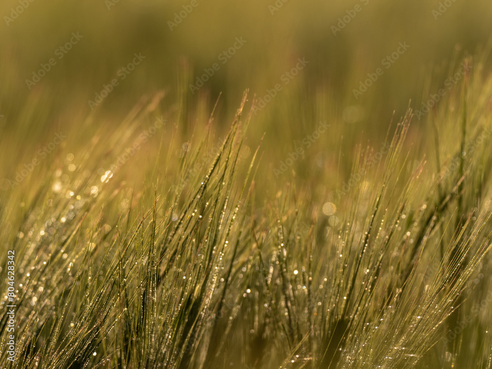 Fototapeta premium Grass. Fresh green spring wheatwith dew drops closeup