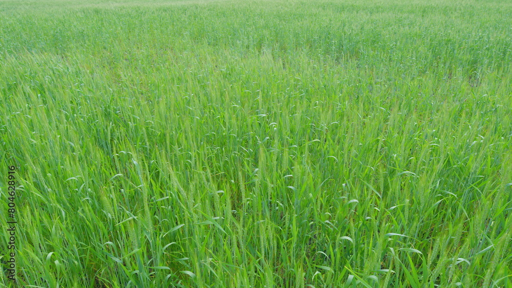Obraz premium Agricultural wheat field. Wheat ears swaying in evening gentle wind. Large field develop in the wind, bright light. Slow motion.