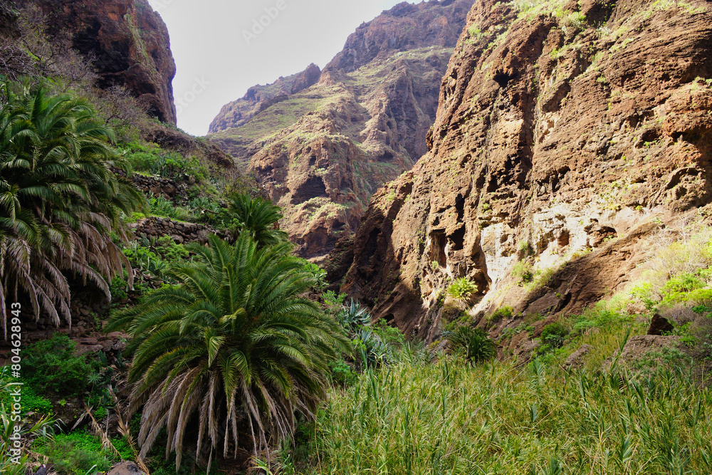 Masca Gorge is a narrow valley in the north-west of the island of Tenerife. Masca Gorge is a narrow valley in the north-west of the island of Tenerife.