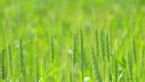 Green wheat in fields blowing with the wind. Low angle. Big harvest of wheat. Slow motion.