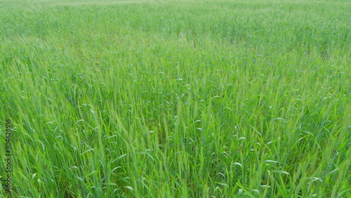 Agricultural wheat field. Wheat ears swaying in evening gentle wind. Large field develop in the wind, bright light. Slow motion.