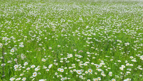 Field of blooming white daisies swaying in the wind. White and yellow daysies sway in the wind. Wide shot. photo