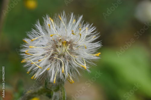 dandelion head