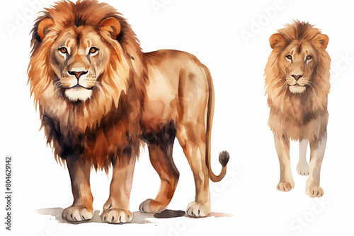 lion animal watercolor templates illustration  on white background