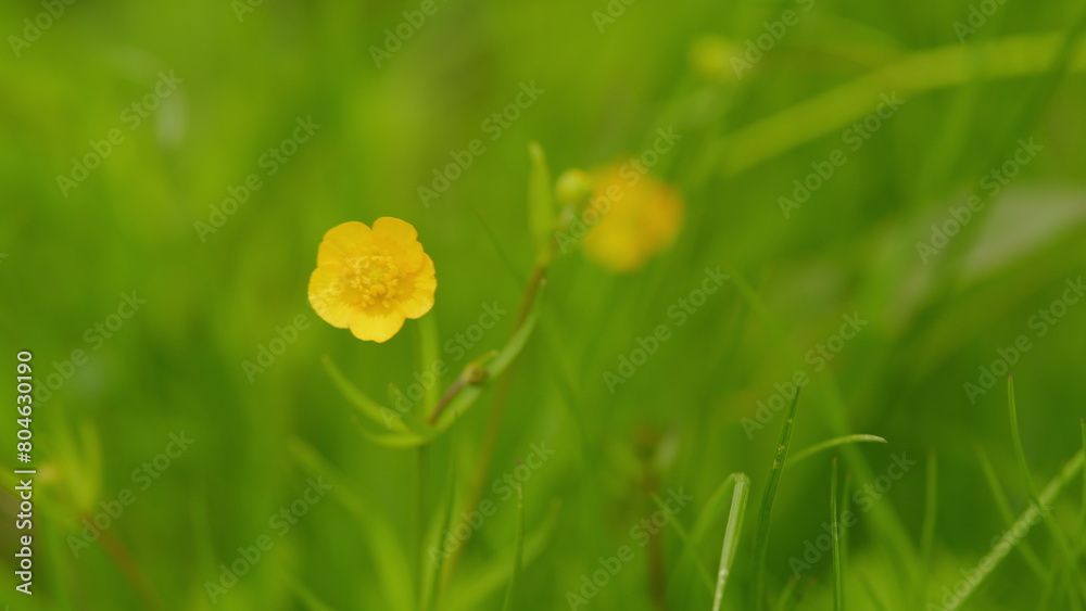 Obraz premium Wild flowers in a meadow swaying in the wind. Yellow buttercup flowers blooming on meadow in spring season. Close up.
