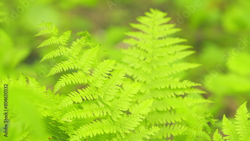 Sword fern or fishbone fern on in the green forest. Wild tropical forest. Fern in a wild forest in summer. Rack focus.