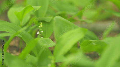 Convallaria majalis. Lily of the valley spring flowers blooming. Selective focus.