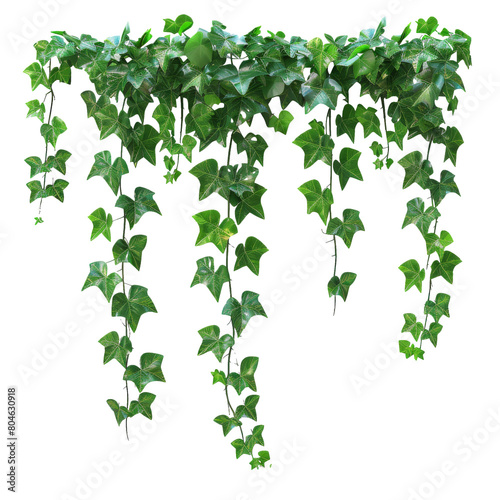 Hanging Green Leaves on Plant