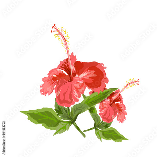 illustration of two hibiscus flowers without background photo