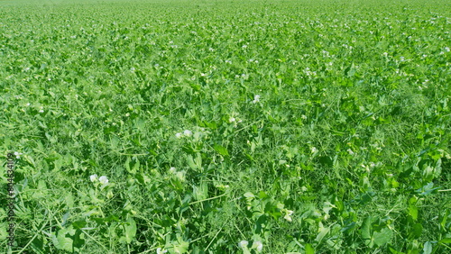 Pea white flowers and leaves swinging gently with wind. Cultivated legumes. Wide shot. photo