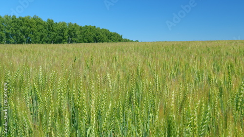 Ripe ears of wheat waving swaying in wind. Agricultural business. Beautiful nature  rural scenery.