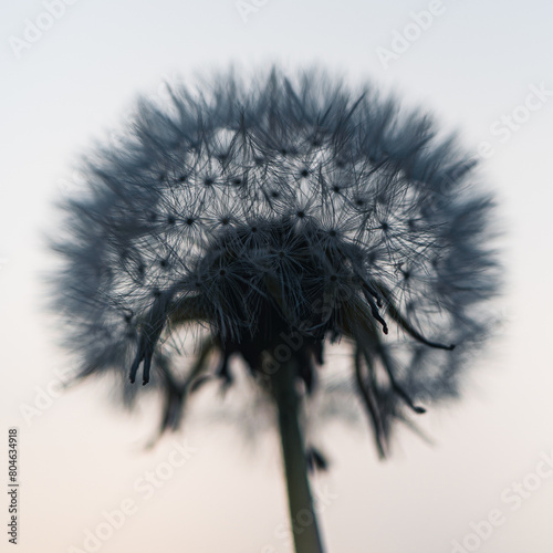 dandelion head