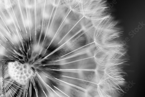 dandelion seed head