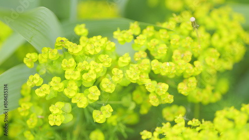 Fotografie Cypress spurge or euphorbia cyparissias