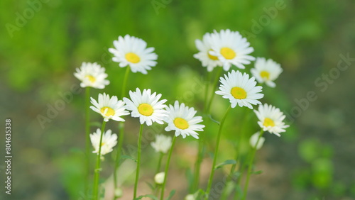 Wind sways chamomile flowers in the meadow. Botanical view of chamomile flowers. Slow motion.