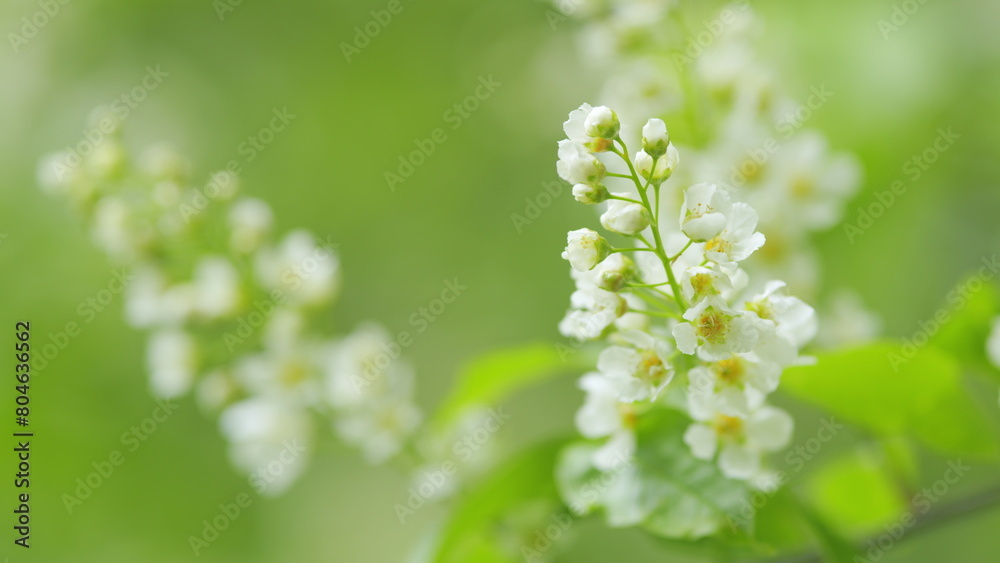 Flowering plant hackberry or hagberry in the rose family. Flowers of bird cherry or prunus padus in spring. Slow motion. Flowering plant hackberry or hagberry in the rose family. Flowers of bird cherry or prunus padus in spring. Slow motion.