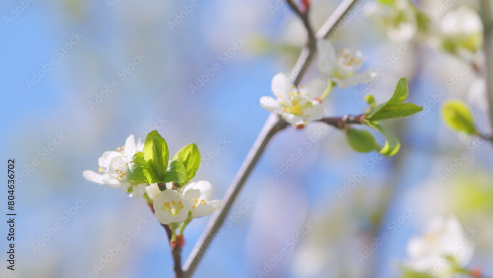 Cherry orchard. White blooming cherry flowers and buds on branch with green leaves. Slow motion.