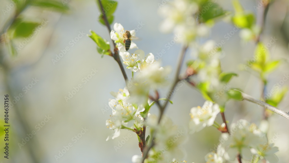 Flowering garden fruit tree. Cherry blossoms on a sunny spring day. Blooming backdrop. Slow motion.
