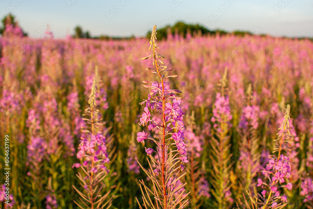 Fototapeta premium Fireweed, Chamerion angustifolium growing and blooming on a field in Estonian nature