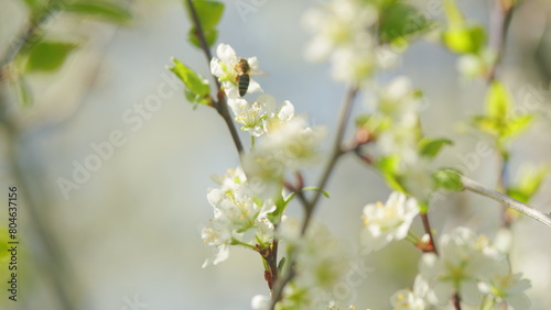Flowering garden fruit tree. Cherry blossoms on a sunny spring day. Blooming backdrop. Slow motion.