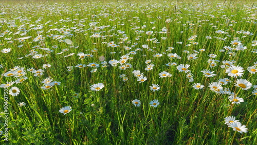 Chamomile on a background of green grass. Chamomilla recutita l. Spring season. Slow motion. photo