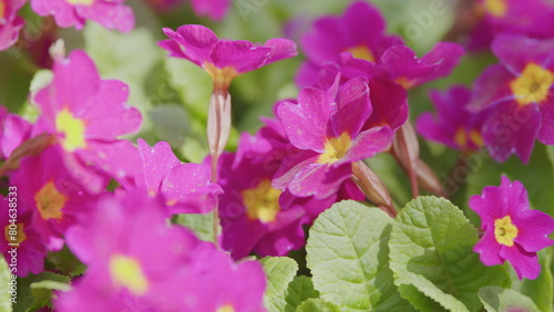 Spring flowers of primula juliae or julias primrose or purple primrose in the spring garden.