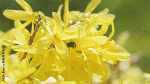 Photos Forsythia petals with golden flowers of forsythia bush