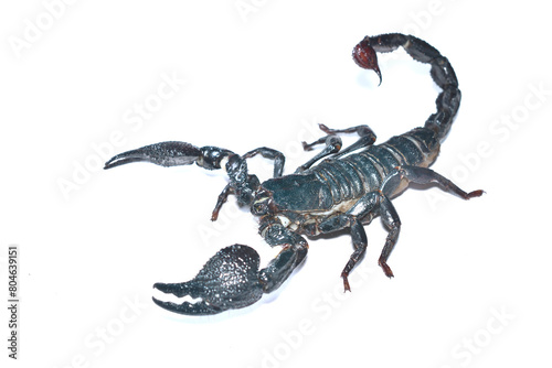 Closeup picture of a mature female of the emperor scorpion Pandinus imperator, a common pet species under CITES protection originating from West Africa and photographed on white background.