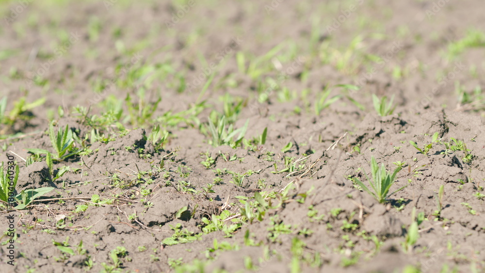 First green grass in spring. Young grass leaves appearing on first warm sunny spring days after cold winter. Rack focus.