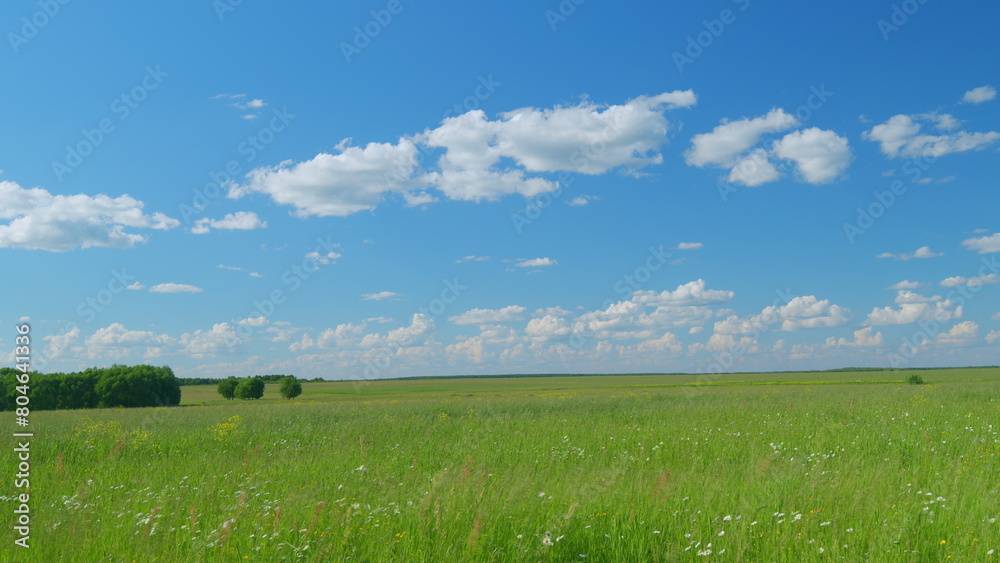 Naklejka premium Meadow with forest and clouds fly through sky. Summer green landscape. Countryside. Timelapse.