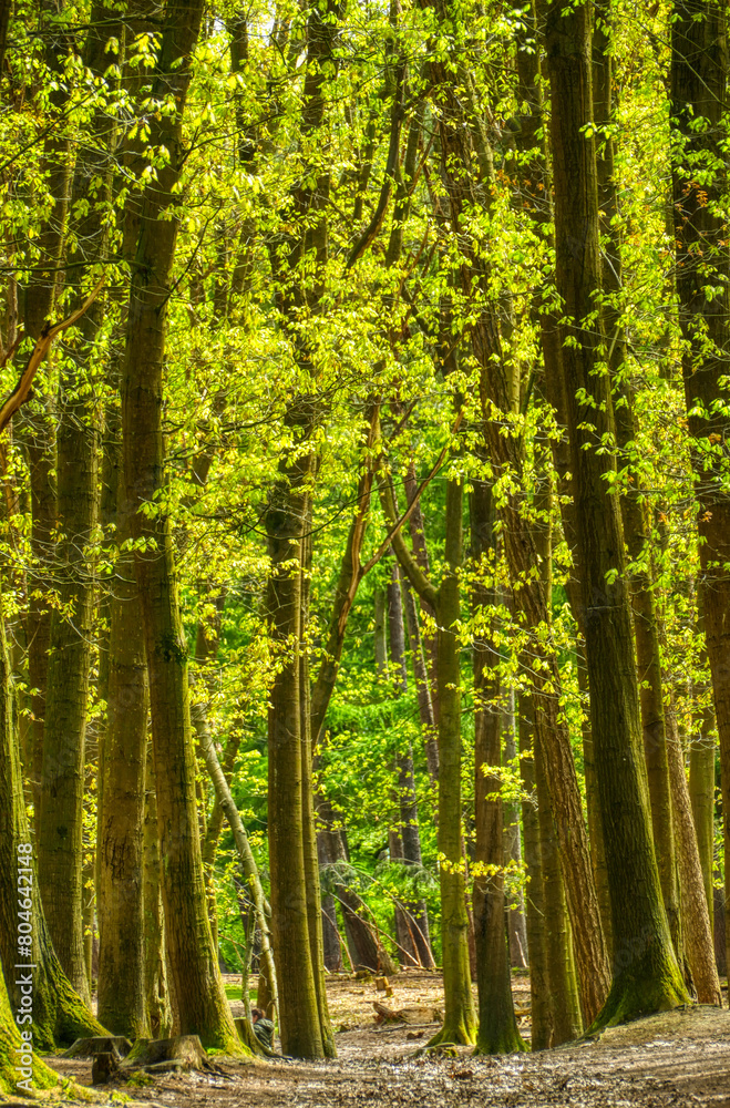 Wald und blühende Bäume im Frühling