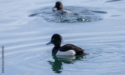 Photography Reiherenten (Aythya fuligula)