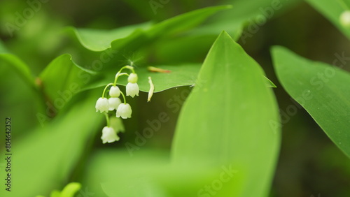 Blooming lily of valley in spring forest. Flowers bells lily of valley wild. Slow motion.