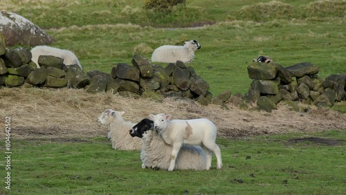 Lamb standing over his mother and nuzzling her face. photo