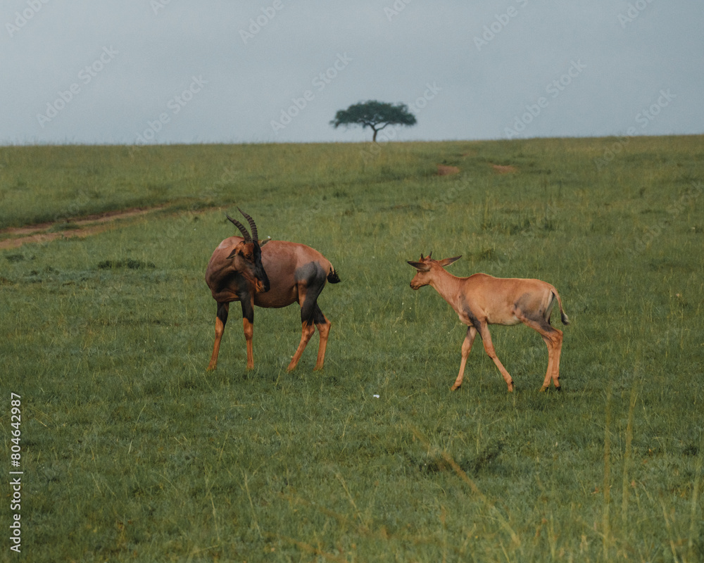 Fototapeta premium Topis and calves grazing, Masai Mara, Kenya
