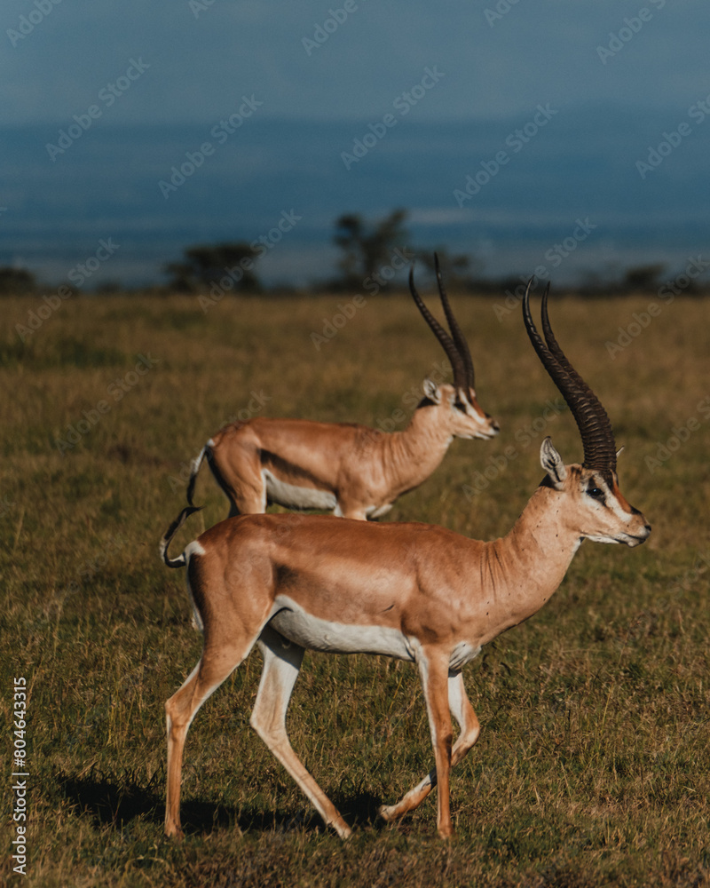 Naklejka premium Two Grant's gazelles stride across Kenyan grassland